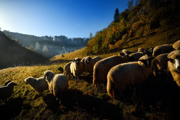 Koyun sürüsü Dağı mera üzerinde — Stok fotoğraf