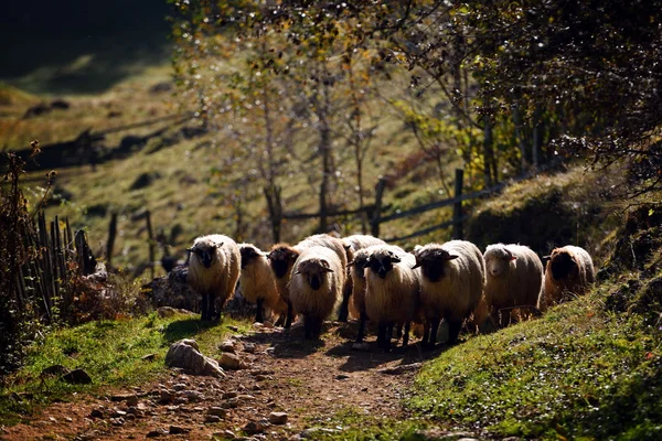 Kudde schapen op de berg weide — Stockfoto