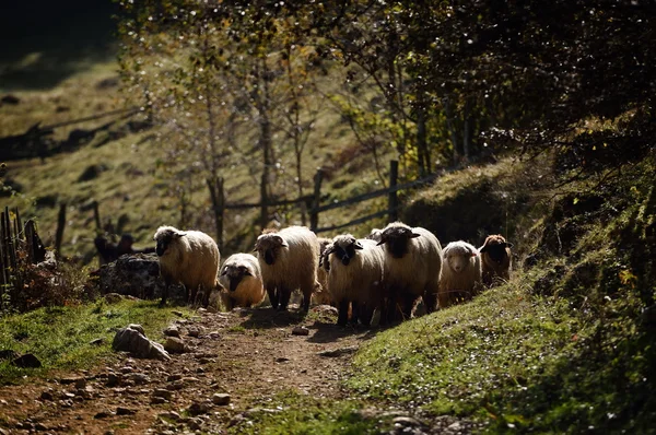 Kudde schapen op pad in de zomer — Stockfoto