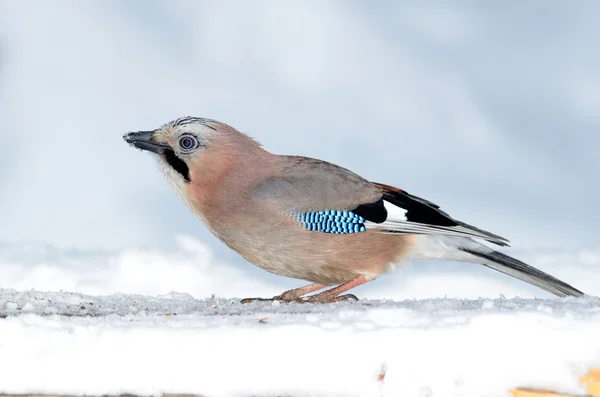 Jay in natuurlijke habitat (garrulus glandarius) — Stockfoto