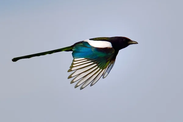 Elster im Flug (pica caudata)) — Stockfoto