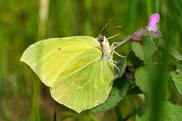 Brimstone butterfly in natural habitat (gonepteryx rhamni) — Stock Photo, Image