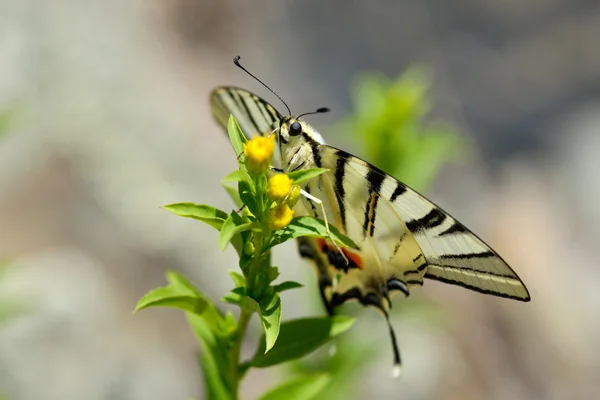 Butterfly in natural habitat (scarce swallowtail) — Stock Photo, Image