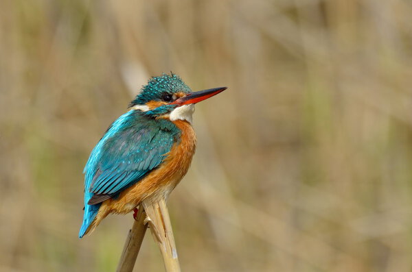 Kingfisher (alcedo at this
)