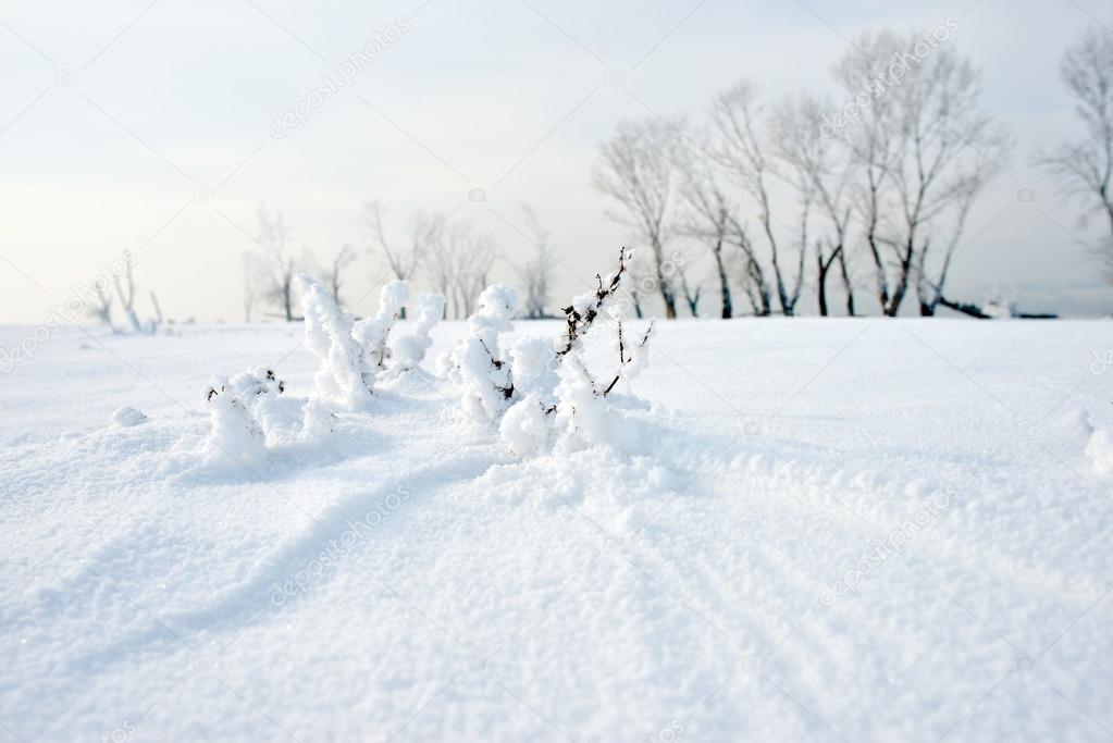 frozen river and trees in winter season