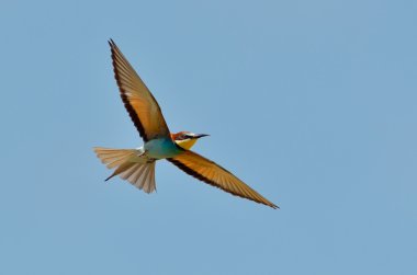 Avrupa Arı Yiyen (Merops Apiaster))