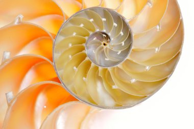 Beyaz arka plan üzerinde izole nautilus kabuğu