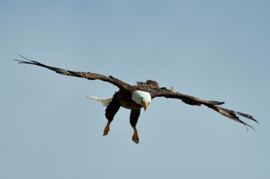 The Bald Eagle (Haliaeetus leucocephalus) flying  clipart