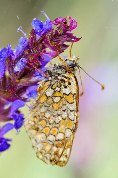 Motýl v přirozeném prostředí (melitaea aethera) — Stock fotografie