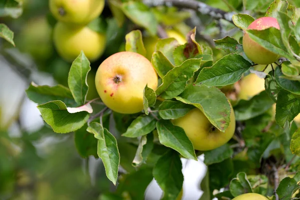 Apples on branch — Stock Photo, Image