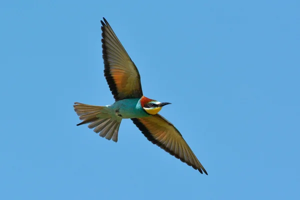 Comedor de abelhas europeu (Merops Apiaster) ao ar livre — Fotografia de Stock