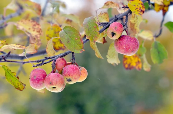 Äpfel reifen im Spätherbst am Zweig — Stockfoto