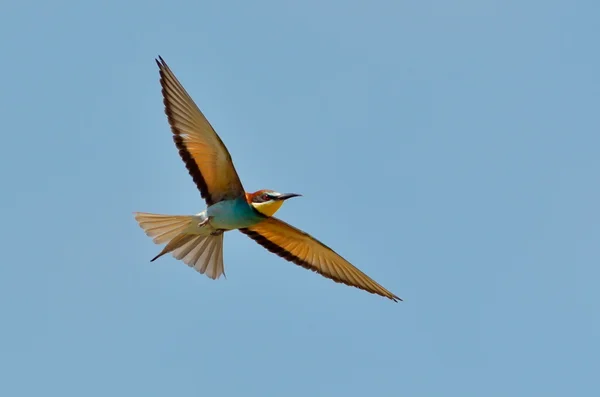 Europejski zjadacz pszczół (Merops Apiaster) — Zdjęcie stockowe