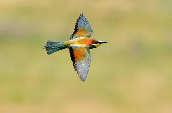 European bee-eater (Merops Apiaster) outdoor — Stock Photo, Image