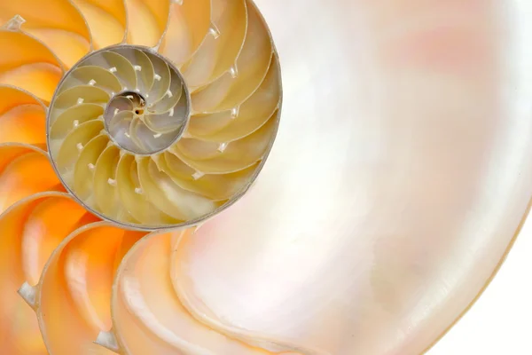 Nautilus shell isoliert auf weißem Hintergrund — Stockfoto