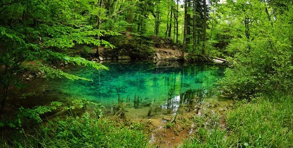 Beautiful pond in the woods — Stock Photo, Image