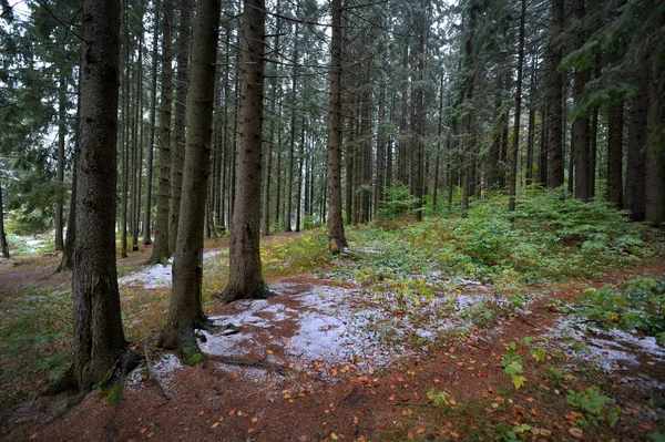 Höstlandskap — Stockfoto