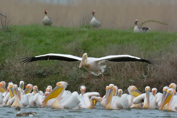 Pelicans in natural habitat — Stock Photo, Image