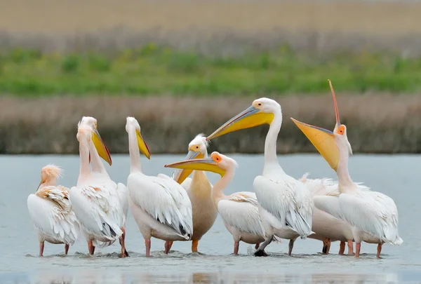 Pelicani nell'habitat naturale — Foto Stock