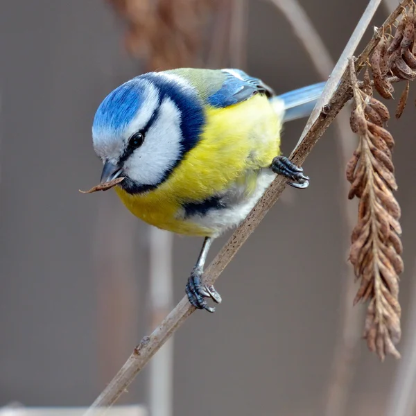 Blue tit on branch (parus caeruleus) — Stock Photo, Image