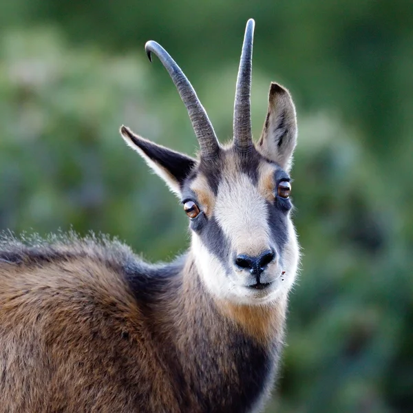 Chamois (Rupicapra rupicapra ) — стокове фото