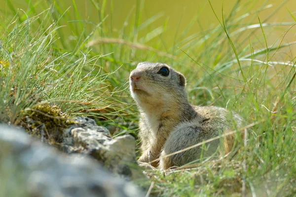 Scoiattolo terriccio europeo (Spermophilus citellus ) — Foto Stock