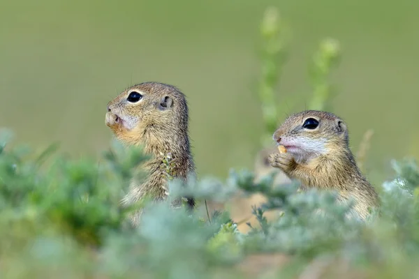 Esquilo terrestre europeu (Spermophilus citellus) - juvenil — Fotografia de Stock