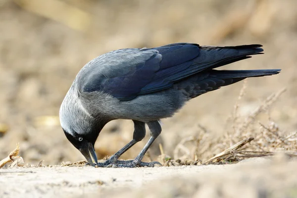 Dohle (corvus monedula)) — Stockfoto