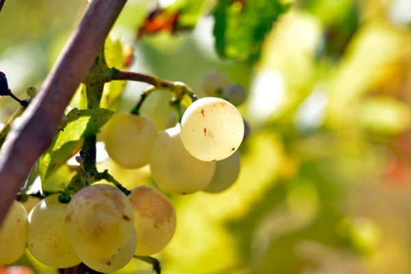 Raisins blancs dans le vignoble — Photo