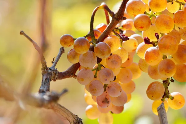 Raisins blancs dans le vignoble — Photo