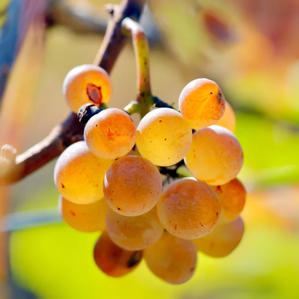 Raisins blancs dans le vignoble — Photo