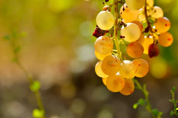 Weiße Trauben im Herbst im Weinberg — Stockfoto