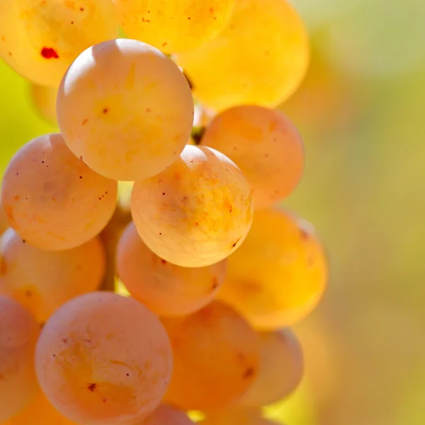 Raisins blancs dans le vignoble — Photo