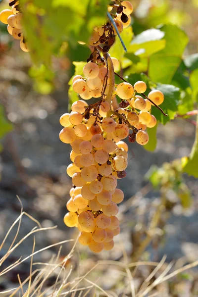 Bílých hroznů ve vinici na podzim — Stock fotografie