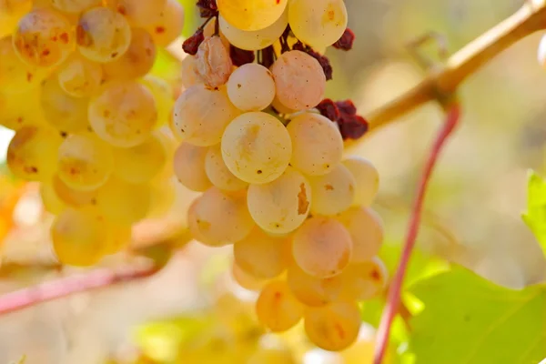 White grapes in the vineyard in autumn — Stock Photo, Image