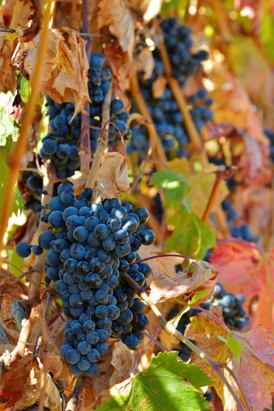 ブドウ園でワイン用ブドウ ブラック — ストック写真