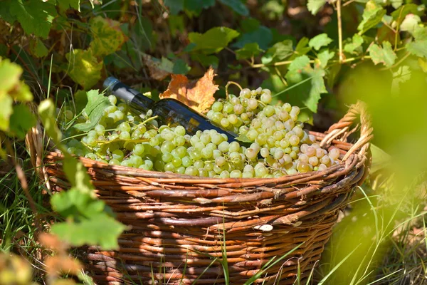 Cesta cheia de uvas no vinhedo — Fotografia de Stock