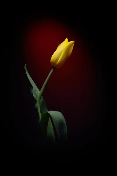 Tulipe jaune fraîche isolée en studio — Photo