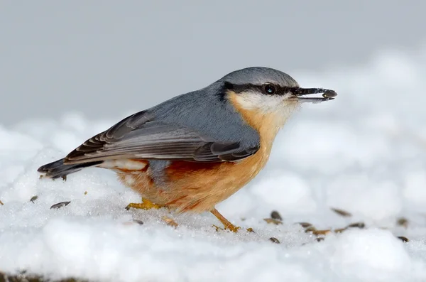 Nuthatch fugl i naturlige levesteder (sitta europaea ) - Stock-foto