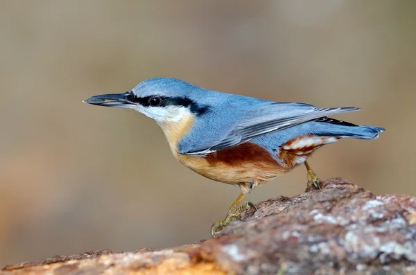 Nötväcka fågel i naturliga livsmiljö (sitta europaea) — Stockfoto