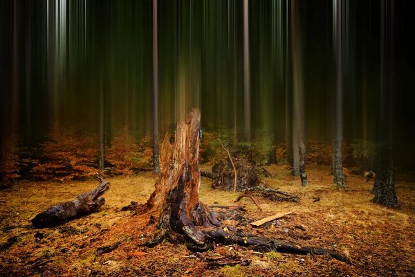 Herfst landschap in het forest op mistige ochtend — Stockfoto