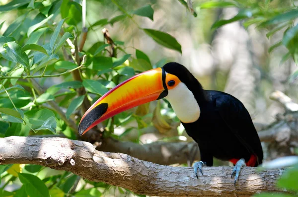 Toucan εξωτερική - ramphastos sulphuratus — Φωτογραφία Αρχείου