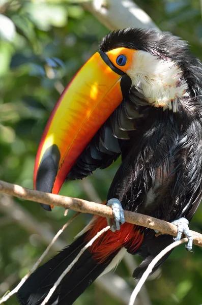 큰부리새 야외-ramphastos sulphuratus — 스톡 사진