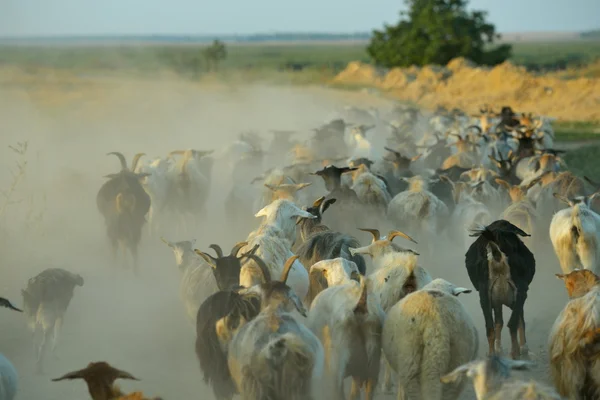 Stado owiec na pole w lecie — Zdjęcie stockowe