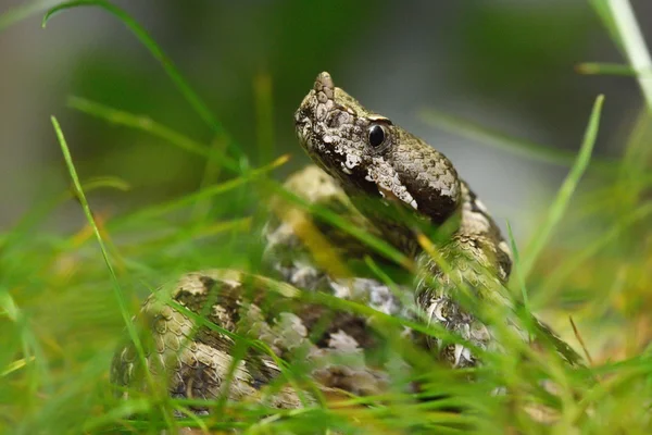 Vipera cornuta in habitat naturale (vipera ammodytes montandoni ) — Foto Stock