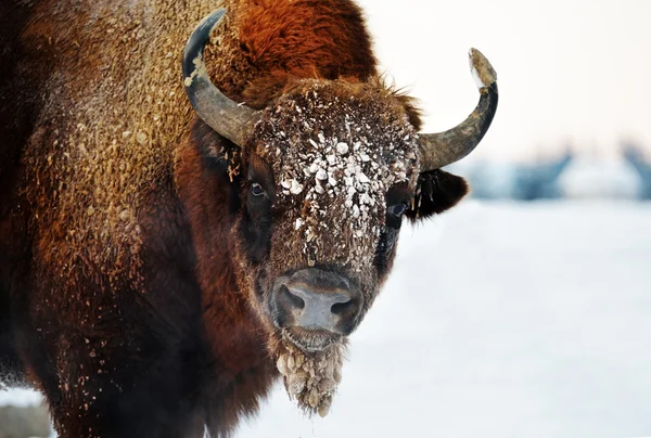 Bison utomhus på vintern — Stockfoto