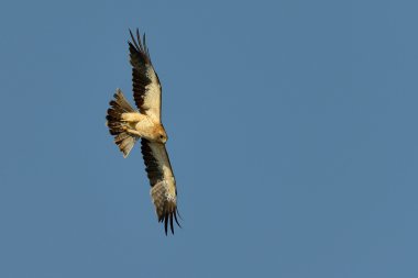 The Booted Eagle (Aquila pennata) clipart