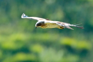 önyüklenen kartal (aquila pennata)