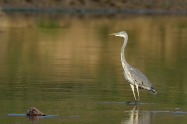 Gri balıkçıl (ardea cinerea doğal ortamlarında)