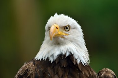 Kel kartal (haliaeetus leucocephalus) portre
